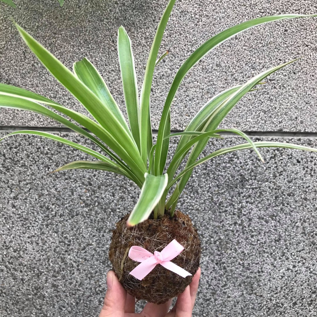 白边吊兰手作苔球 - 植栽/盆栽 - 植物．花 绿色