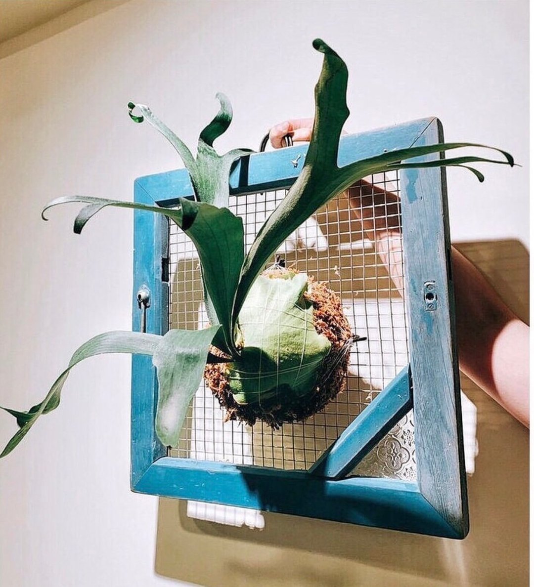 植物窗框 定制商品勿下单 需私讯看框 - 植栽/盆栽 - 木头 咖啡色