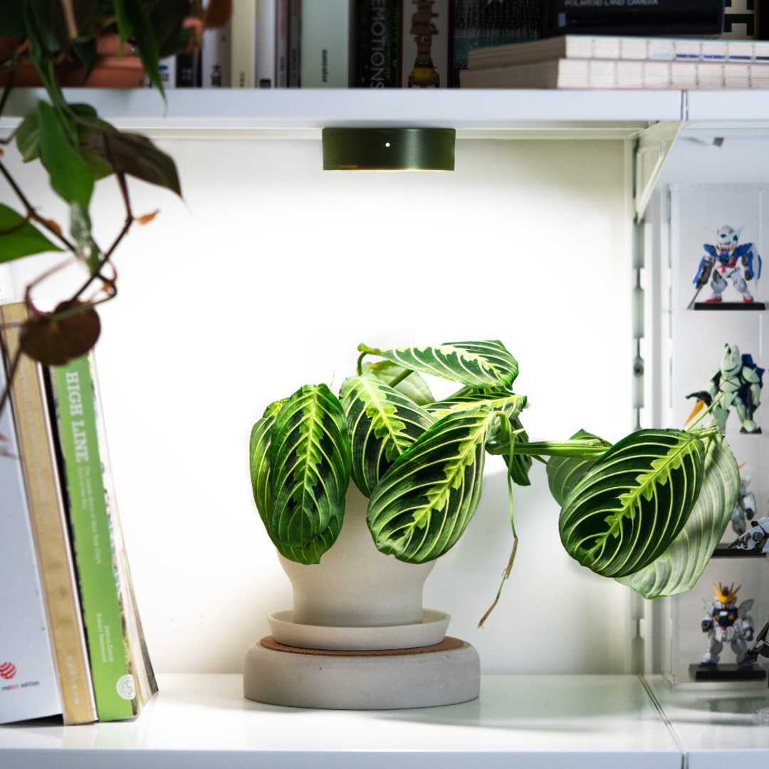 ONF MIST O 植雾光 绿 全光谱LED磁吸植物灯 植栽 室内植物 - 灯具/灯饰 - 其他材质 黑色