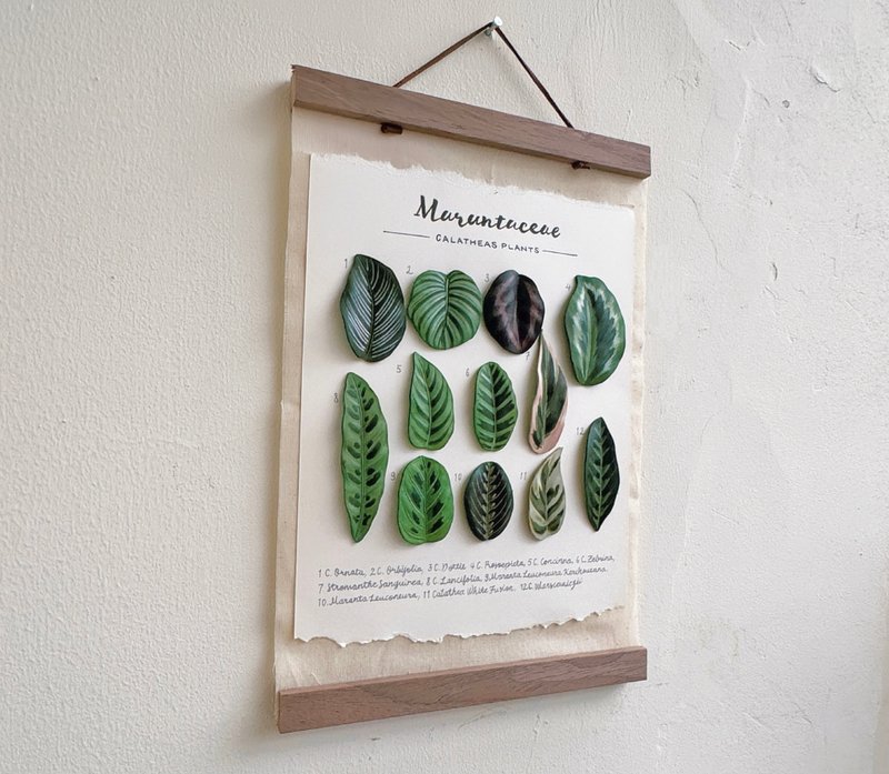 竹芋图鉴_观叶皮革相框 - 墙贴/壁贴 - 真皮 