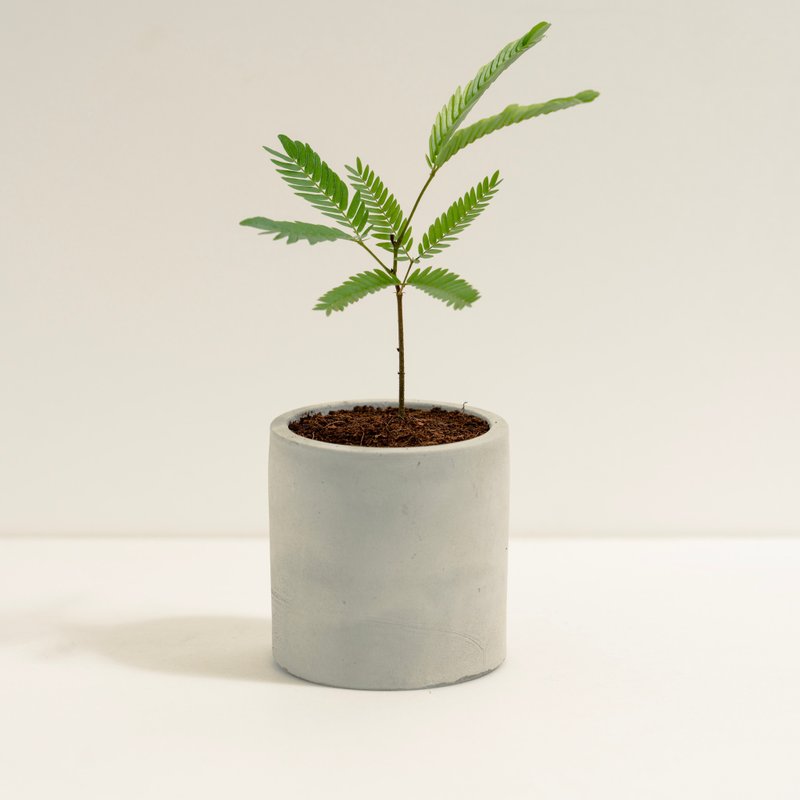 小豆树│泥作系列│福所栽 - 植栽/盆栽 - 水泥 绿色