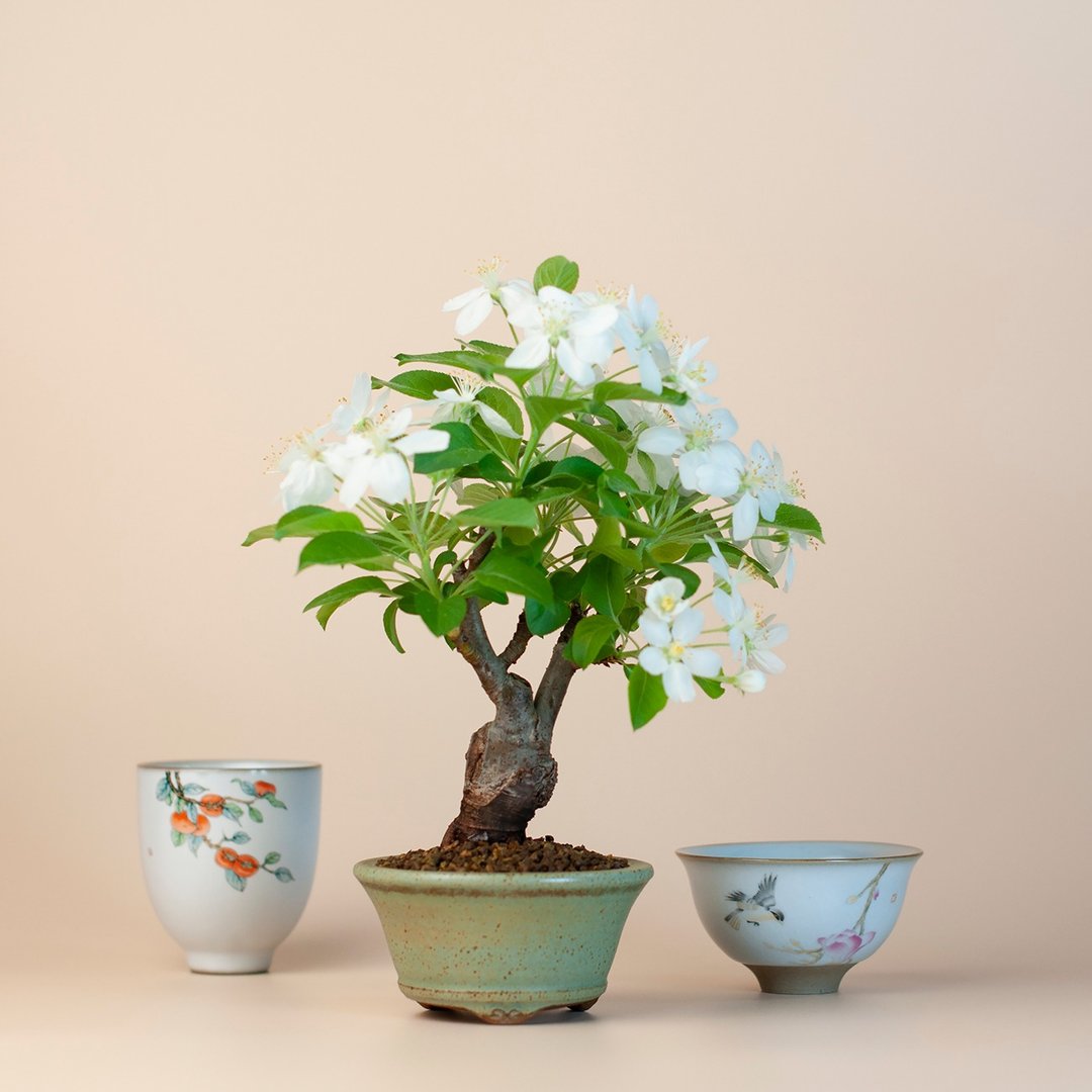 【日本植物】姬苹果 小品盆栽 花果盆栽 - 植栽/盆栽 - 植物．花 