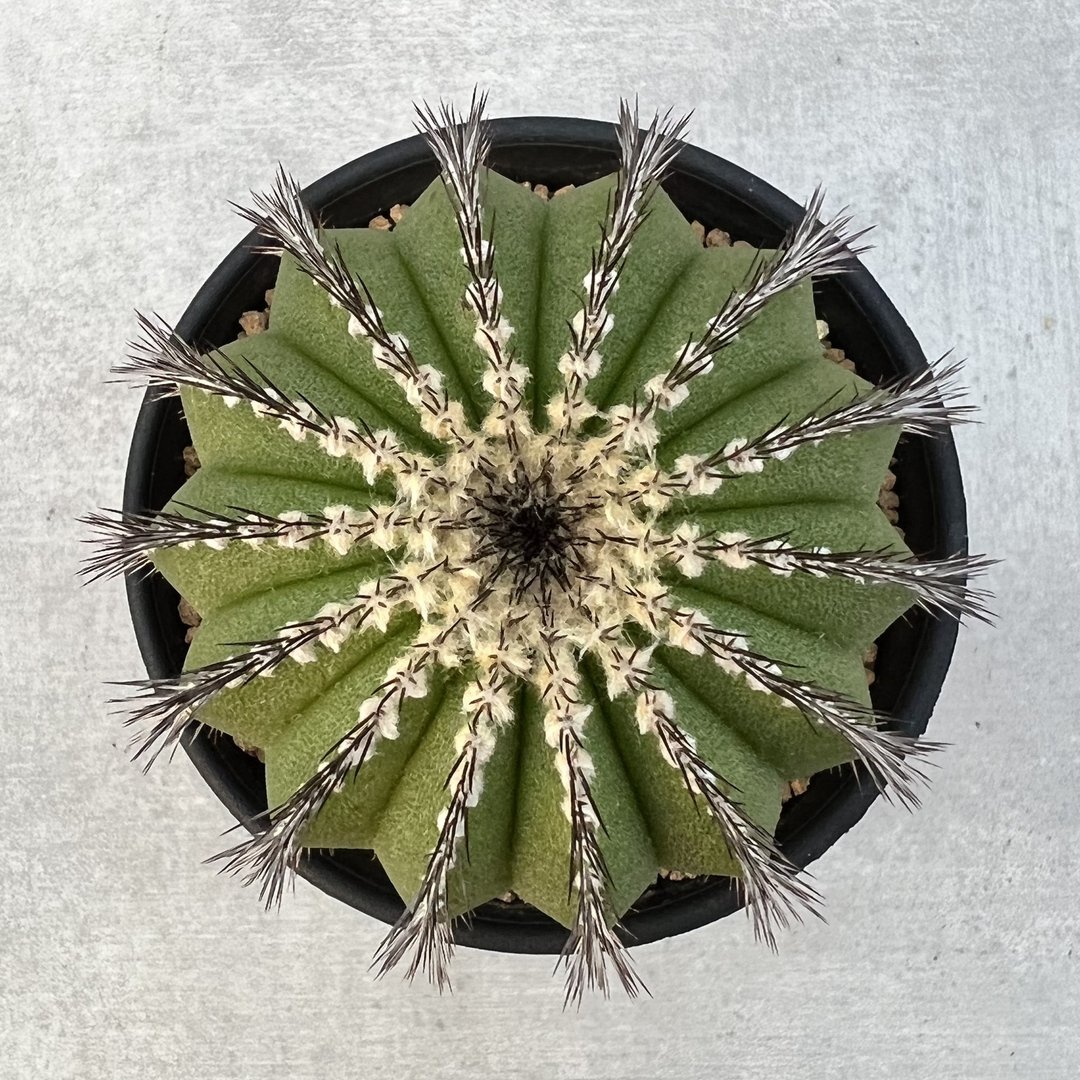 皇冠仙人掌 (栉极丸) | 多肉 仙人掌 | U.pectinifera - 植栽/盆栽 - 植物．花 