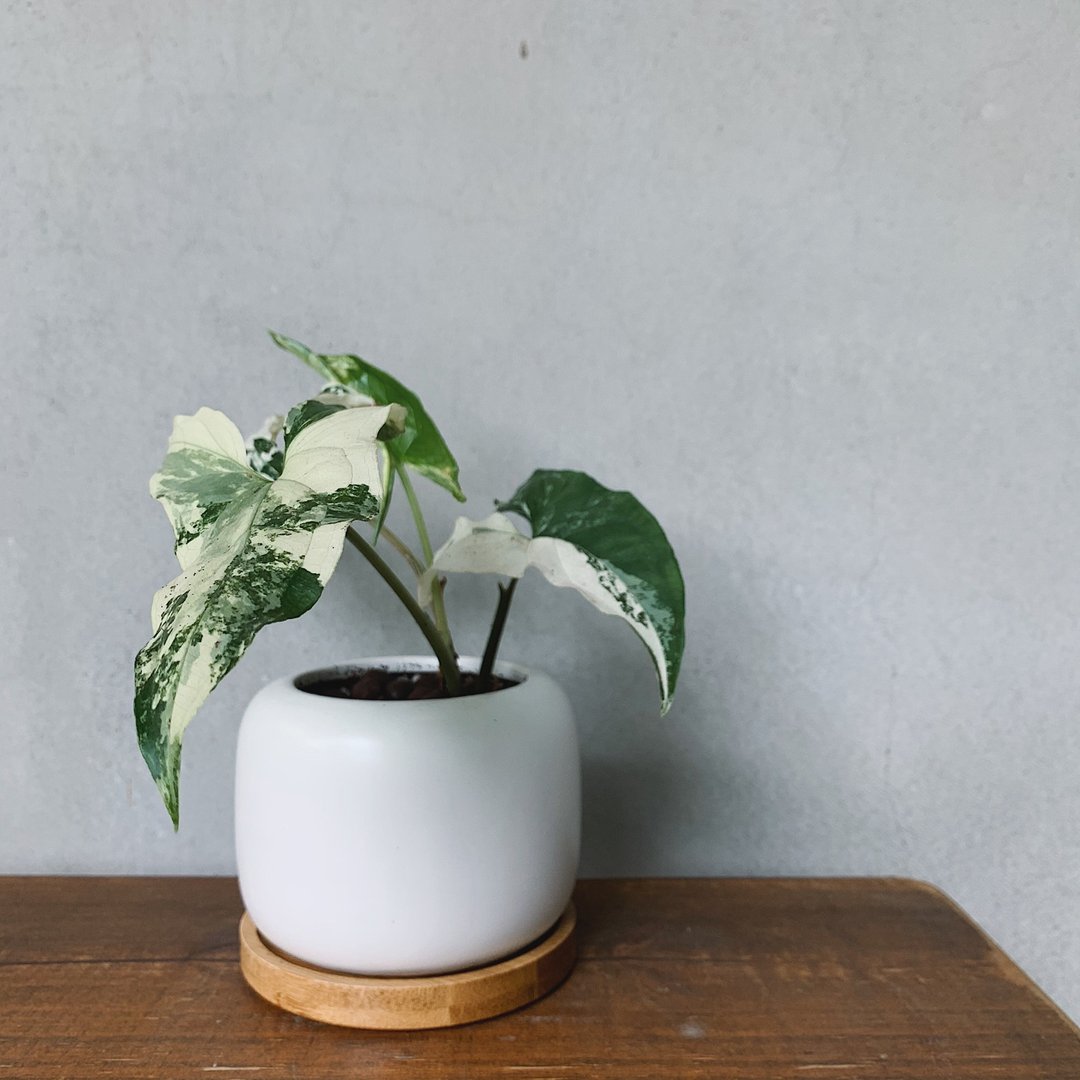 斑叶合果芋 Syngonium podophyllum 'Variegatum' - 植栽/盆栽 - 陶 白色
