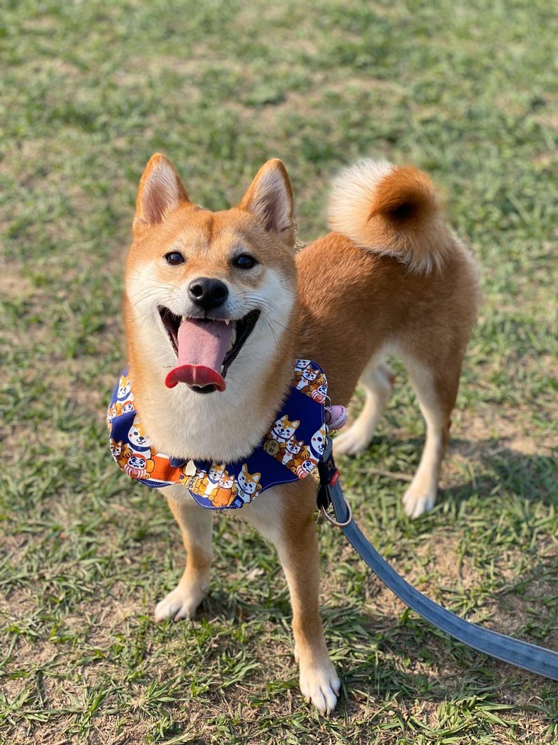 招财进宝千万両 柴犬花形口水肩 四叶草款 - 衣/帽 - 棉 蓝色
