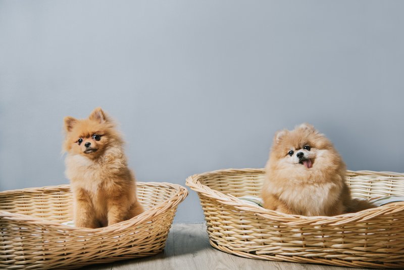 【MYZOO】SLEEP IN 赖床 (S) - 床垫/笼子 - 其他材质 橘色