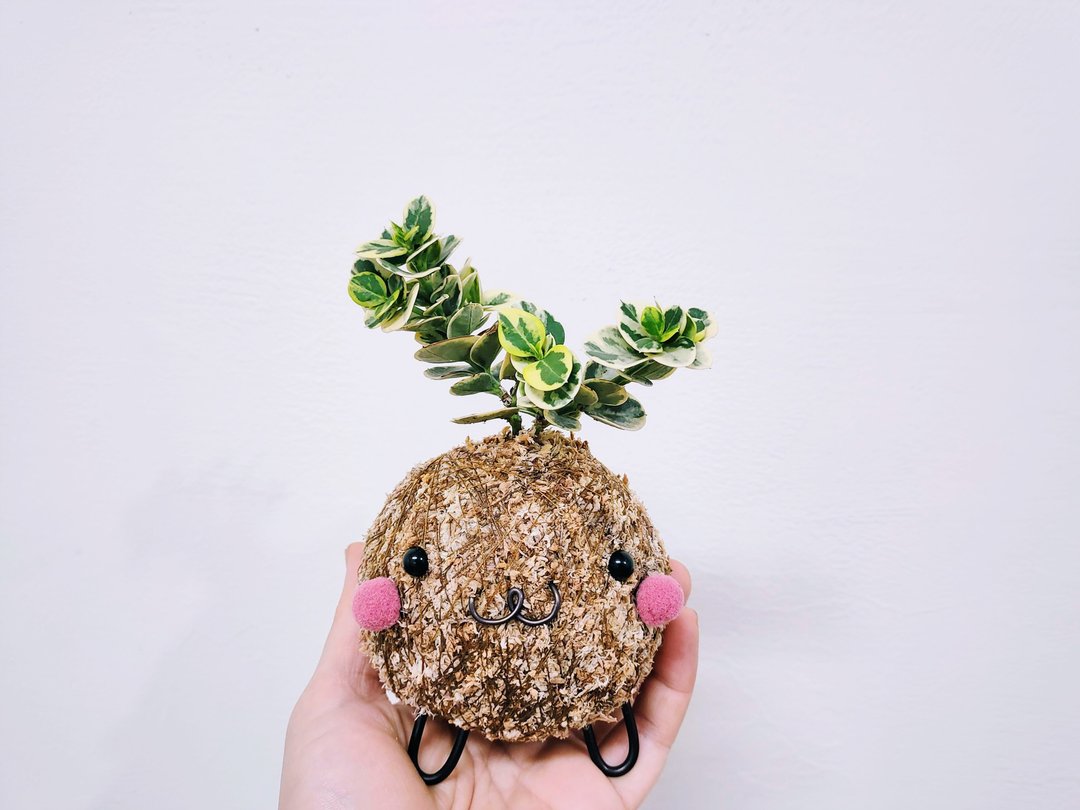日式创意苔球│斑叶卡利萨│居家装饰│喜光植物 - 植栽/盆栽 - 植物．花 多色