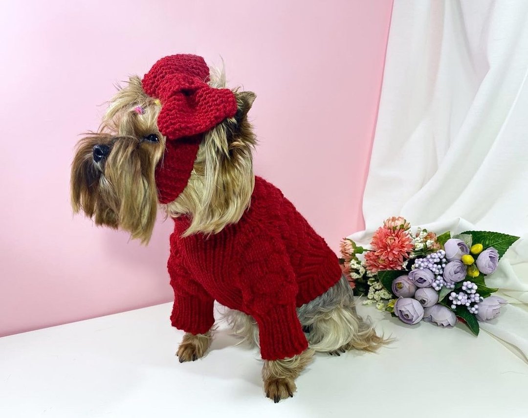 Chihuahua clothes girl - SET dog sweater for small dog and dog Headband - Preppy - 衣/帽 - 棉 红色