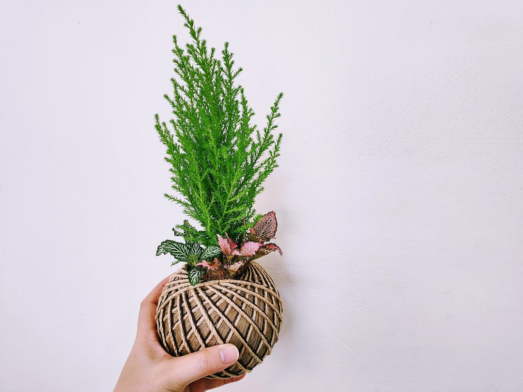 香冠柏组合苔球│居家装饰│室内植物 - 植栽/盆栽 - 植物．花 绿色