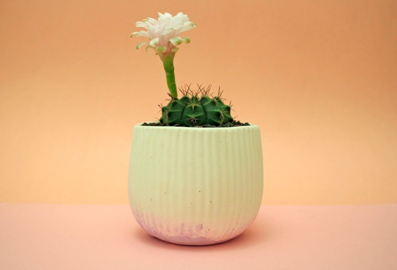 水泥盆器 多肉植物 -一波一波 - 植栽/盆栽 - 纸 银色