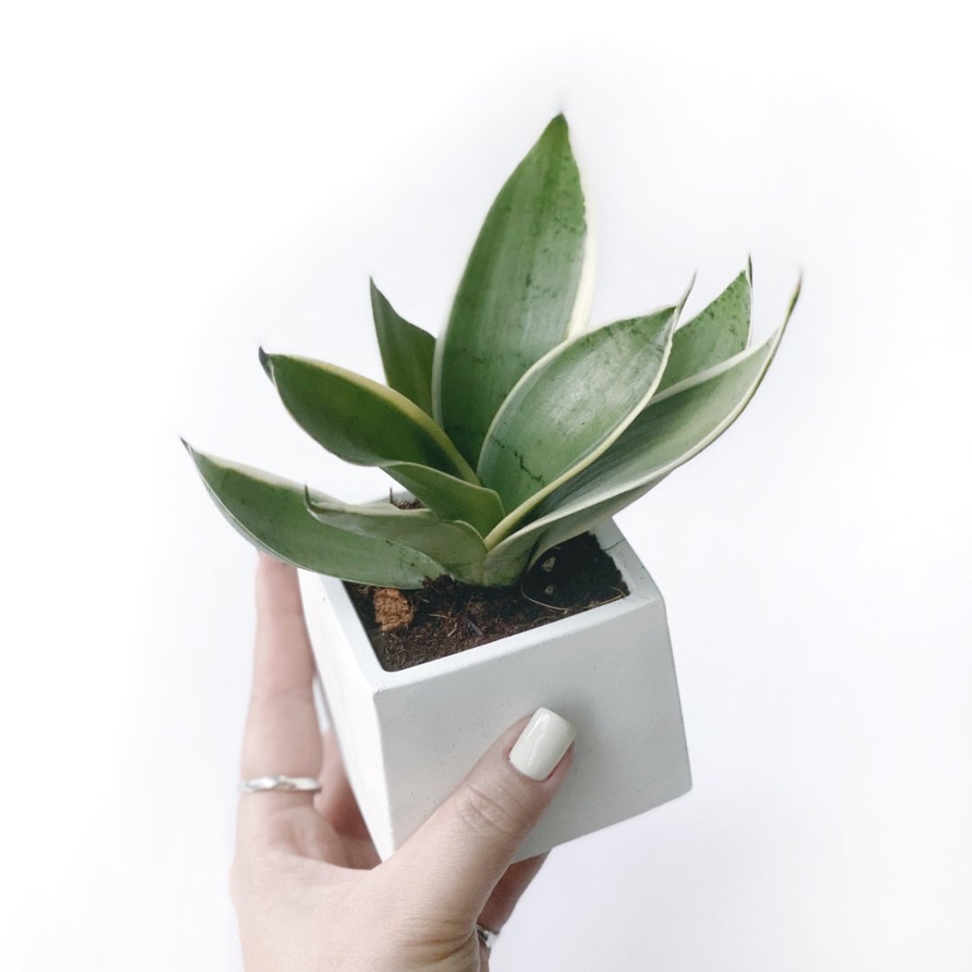 白灰渐层系列 |  银叶短叶虎尾兰 方形双色水泥植栽 - 植栽/盆栽 - 植物．花 灰色