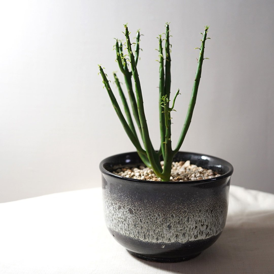 【竒植花物】珊瑚大戟  室内观赏植物 绿化盆栽植栽 多肉盆栽 - 植栽/盆栽 - 植物．花 