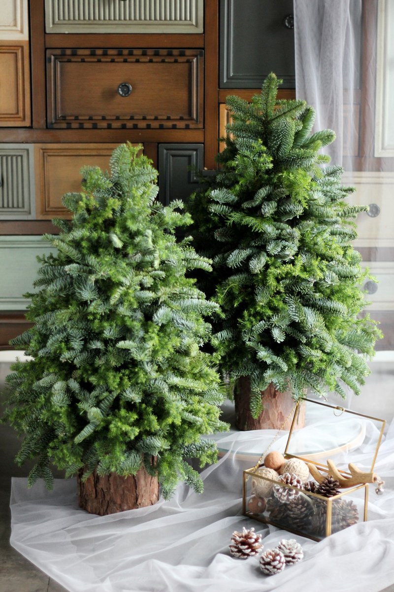 【 新鲜诺贝松 】大款 / 天然无装饰 Noble Fir 诺贝松圣诞树 - 植栽/盆栽 - 植物．花 多色