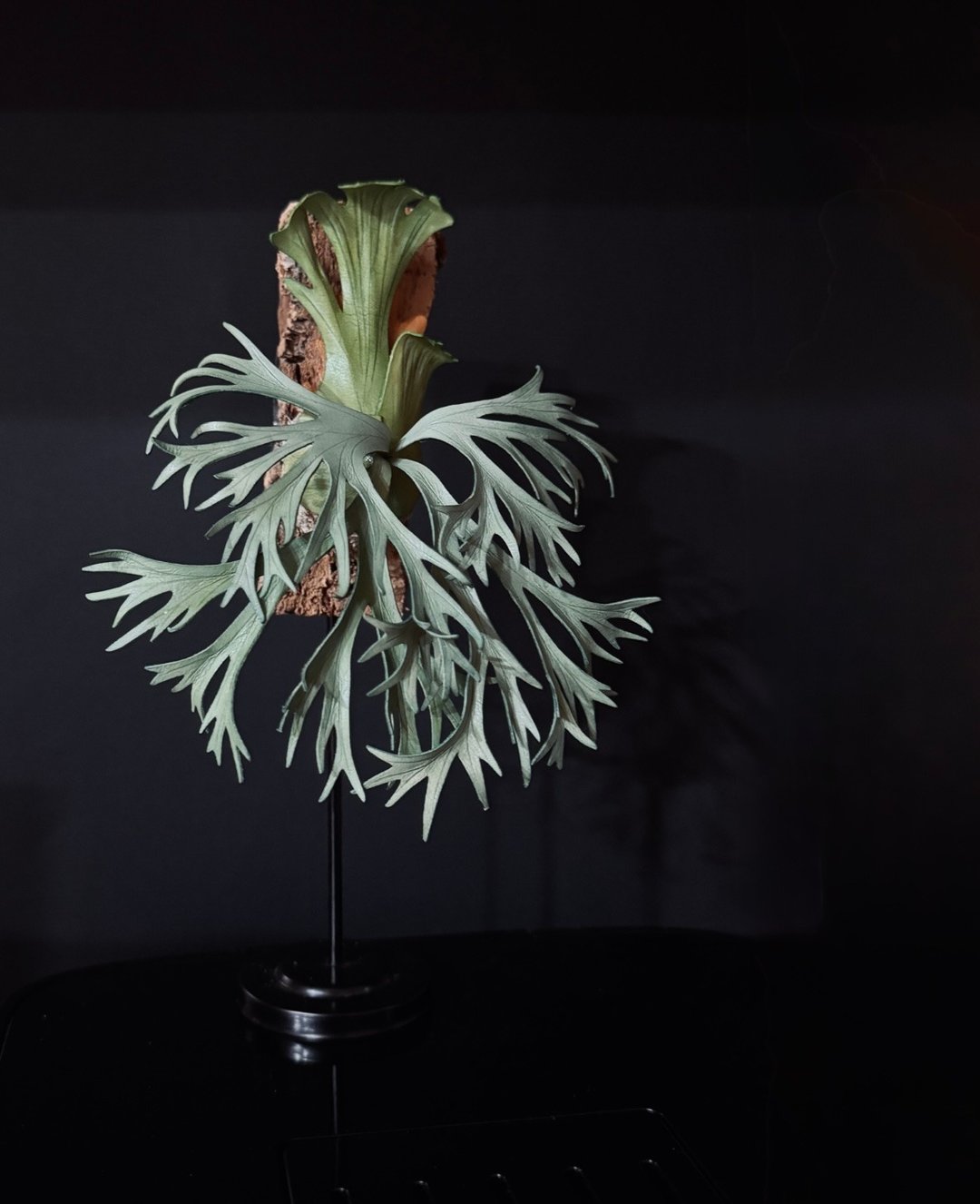 皮革制 P.willinckii moonlight 月光鹿角蕨相框_送礼/收藏 - 摆饰 - 真皮 