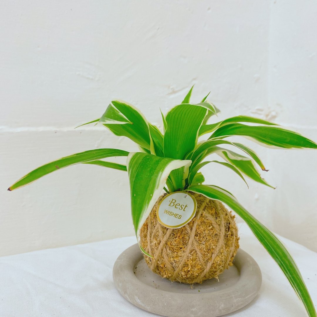 【植物苔球】吊兰 苔球  疗愈 文青 送礼 观叶植物 室 - 植栽/盆栽 - 植物．花 卡其色