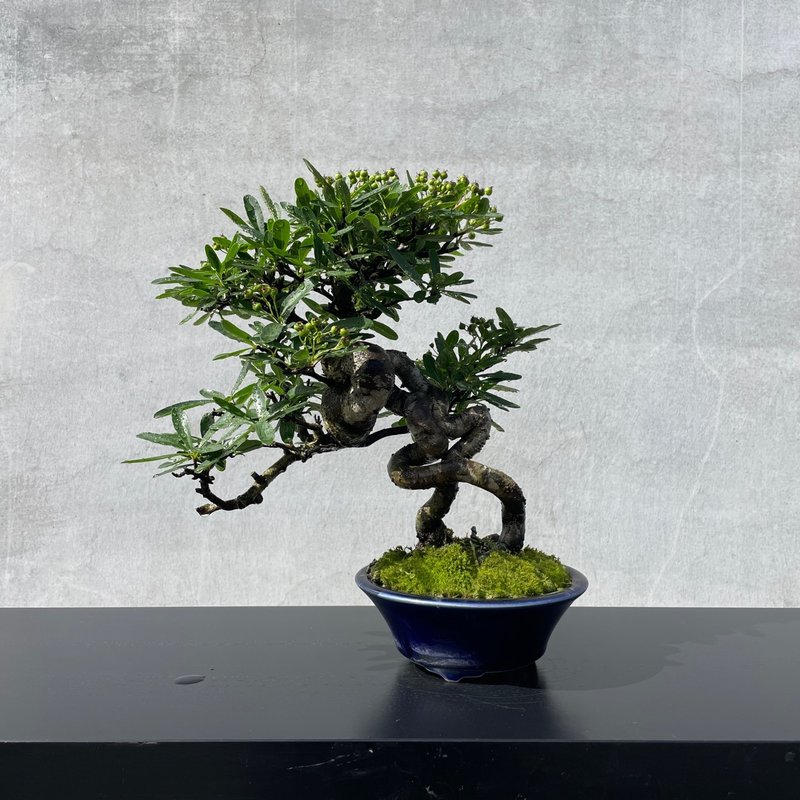 小品盆栽-露根状元红 盆景 送礼 - 植栽/盆栽 - 植物．花 