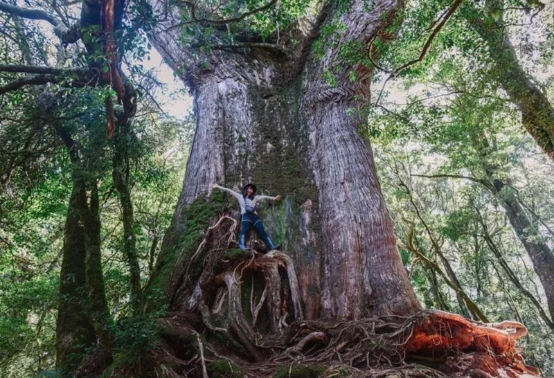【初阶】一天一夜・罗马纵走・铁杉・梦幻・千年神木 - 深度旅游 - 其他材质 