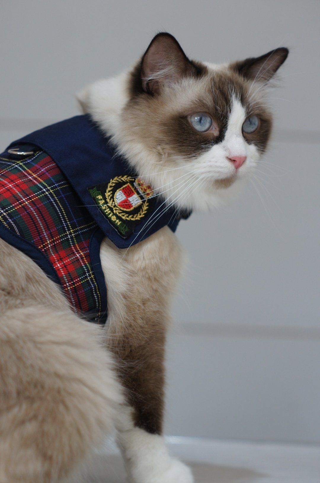 宠物胸背带 胸背衣 猫狗适用 快速出货 苏格兰徽章 - 衣/帽 - 棉 蓝色