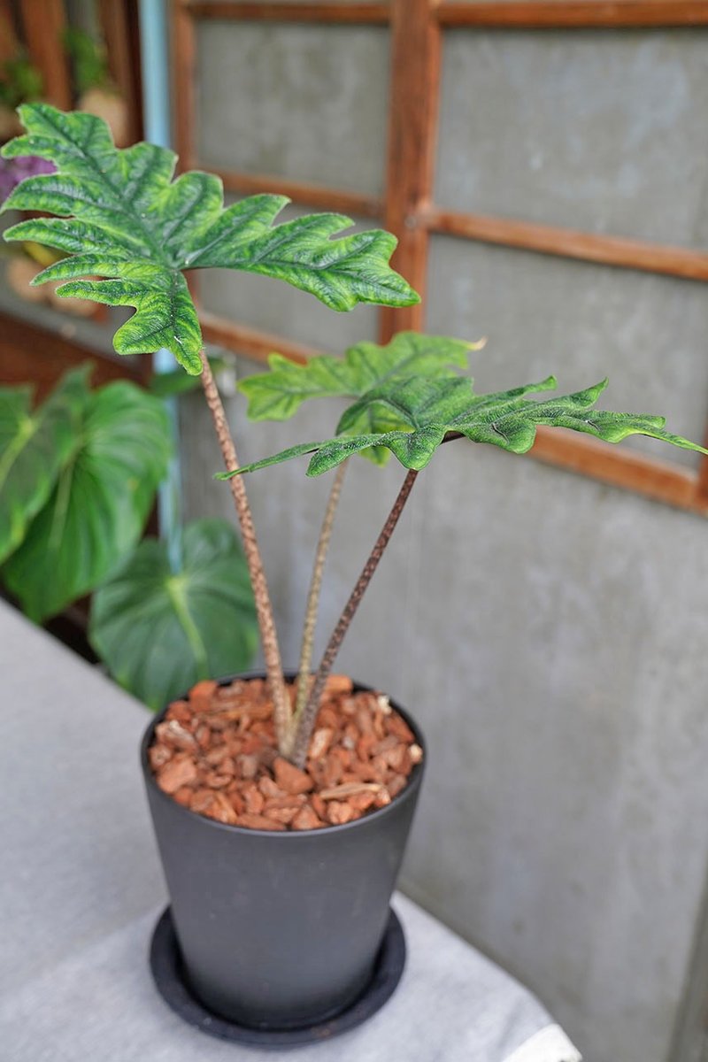 杰克林观音莲 Alocasia Jacklin 7寸 黑盆 - 植栽/盆栽 - 其他材质 绿色