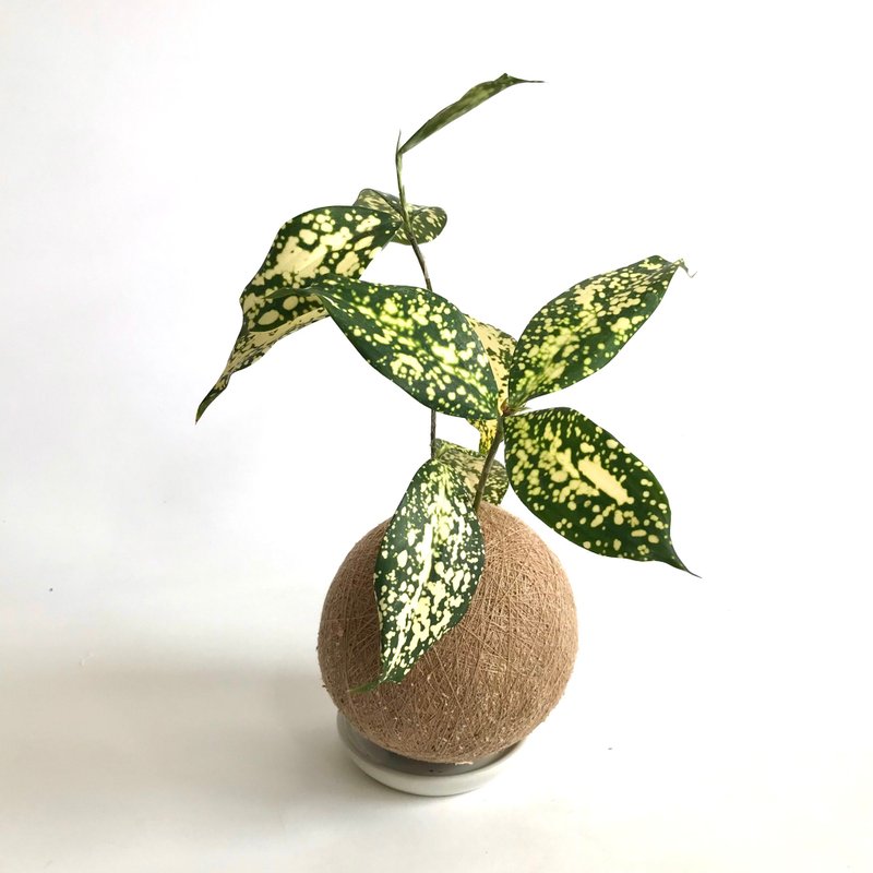 星点木 手作植栽苔球 - 植栽/盆栽 - 植物．花 