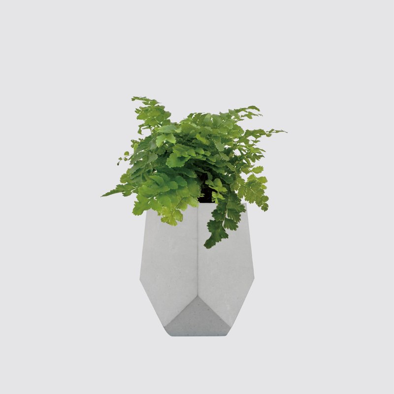 │ 水泥系列 │ 澎湖蕨 - 空气净化 防水清水模 泥作 水耕盆栽 - 植栽/盆栽 - 植物．花 灰色