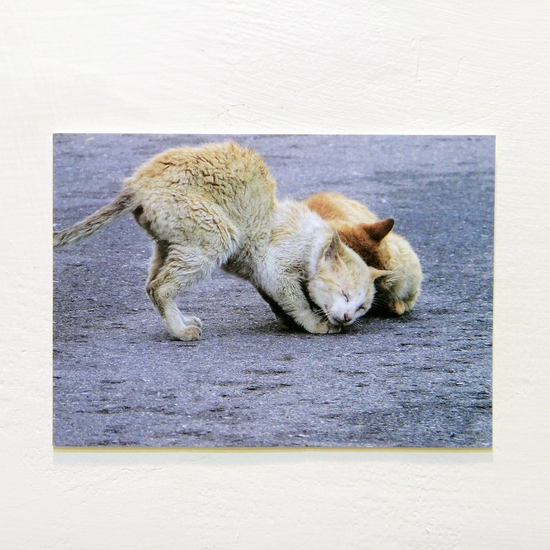 有猫地-岛偶 / 猫咪明信片 / 单张1入 (双面) - 卡片/明信片 - 纸 多色