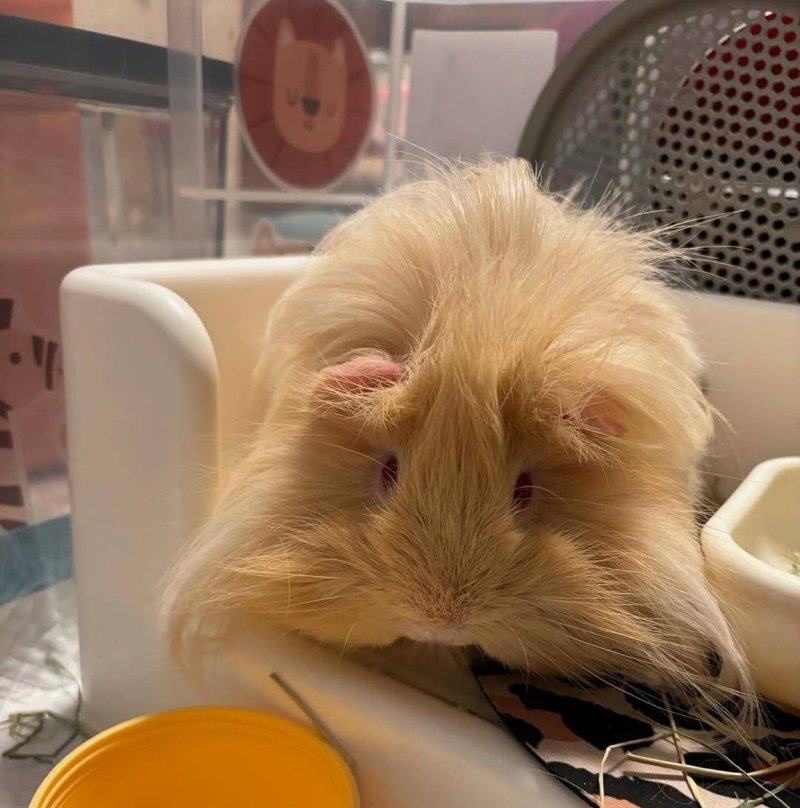 伍小花:天竺鼠盘 - 订制画像 - 瓷 