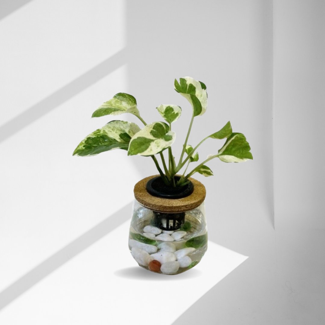 现货 蕨美植栽 室内网美懒人水耕植栽-白金黄金葛+弧形透明玻璃瓶 - 植栽/盆栽 - 植物．花 