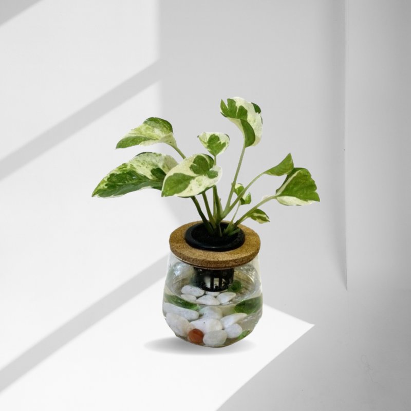 现货 蕨美植栽 室内网美懒人水耕植栽-白金黄金葛+弧形透明玻璃瓶 - 植栽/盆栽 - 植物．花 