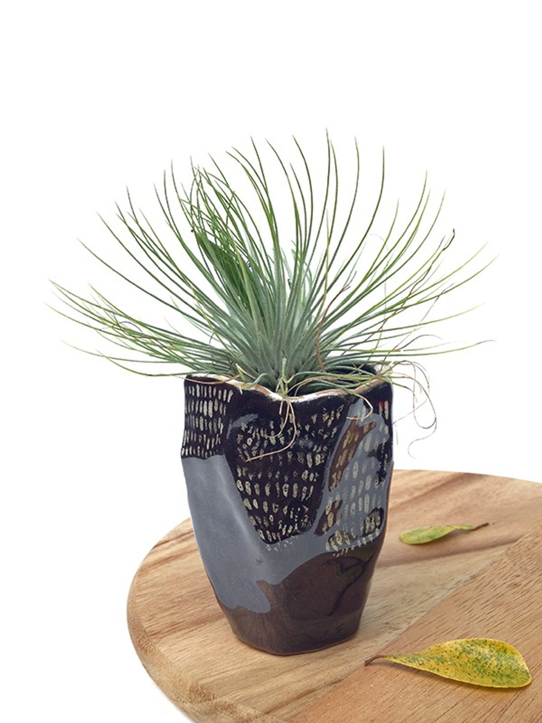 Small ceramic plant pot for cactus , handmade pottery , small pot , black pot - 植栽/盆栽 - 陶 黑色