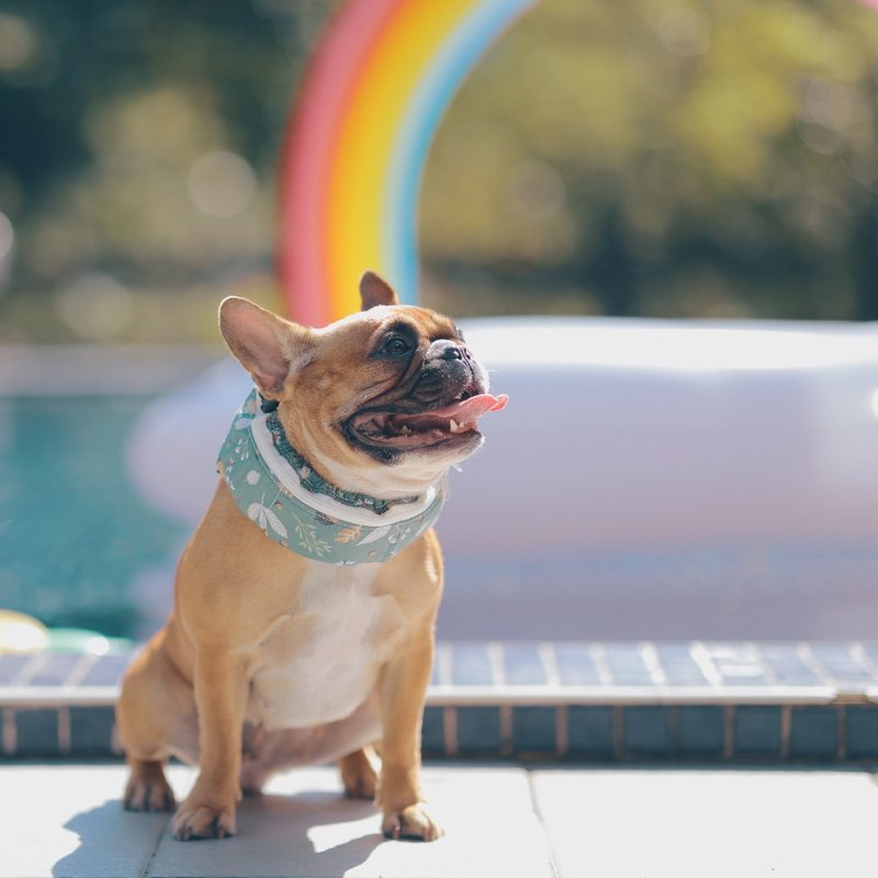 乐瑞森 专利防水宠物凉感围脖 (韩系植物) - 衣/帽 - 棉．麻 绿色