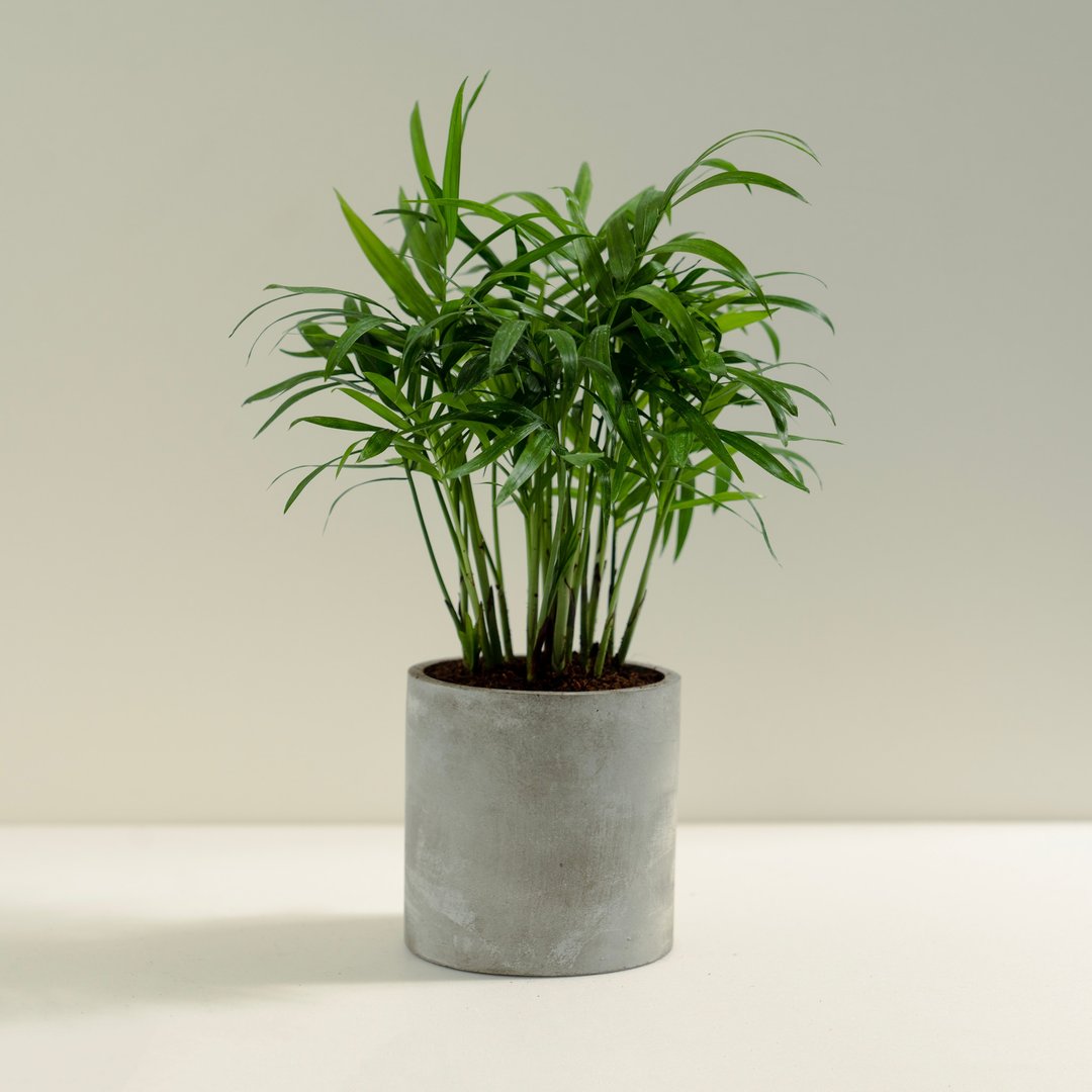袖珍椰子│泥作系列│福所栽 - 植栽/盆栽 - 水泥 绿色