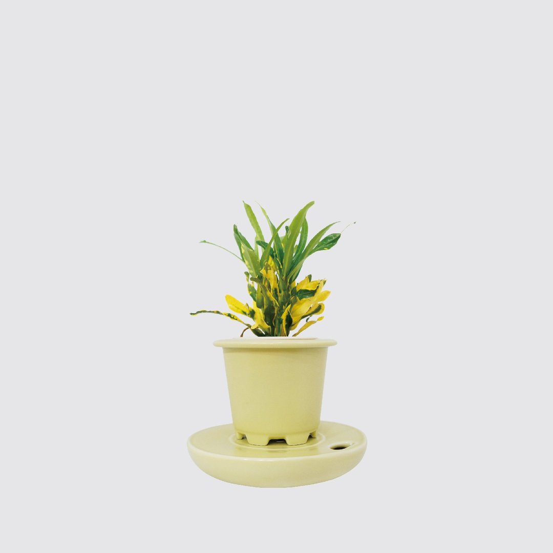 │ 窑瓷系列 │ 金钻变叶木 - 莫兰迪 瓷器 水耕盆栽 室内植物 - 植栽/盆栽 - 植物．花 