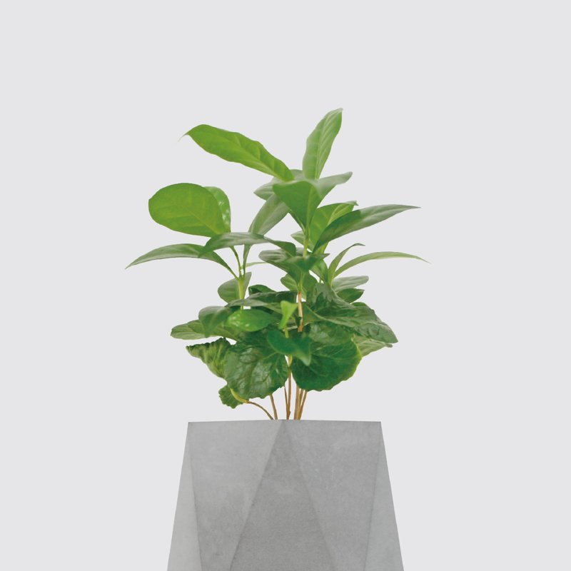 │ 水泥系列 │ 咖啡苗 - 防水清水模 水耕盆栽 自动喝水 - 植栽/盆栽 - 植物．花 灰色