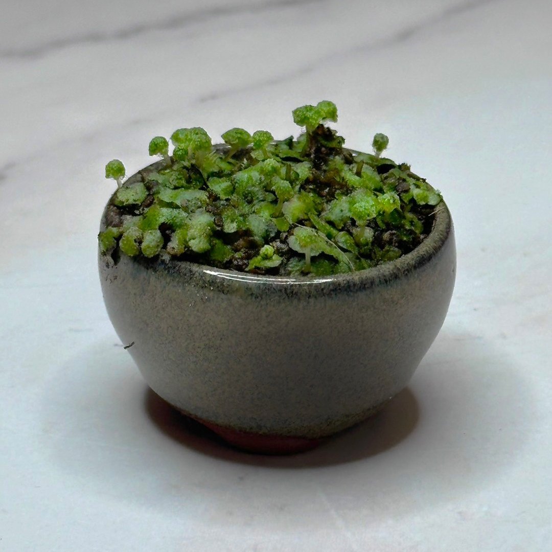 新品上市 - 苔藓拇指盆 / 豆盆 / 微景观 / 疗愈 / 空气过滤 - 植栽/盆栽 - 植物．花 