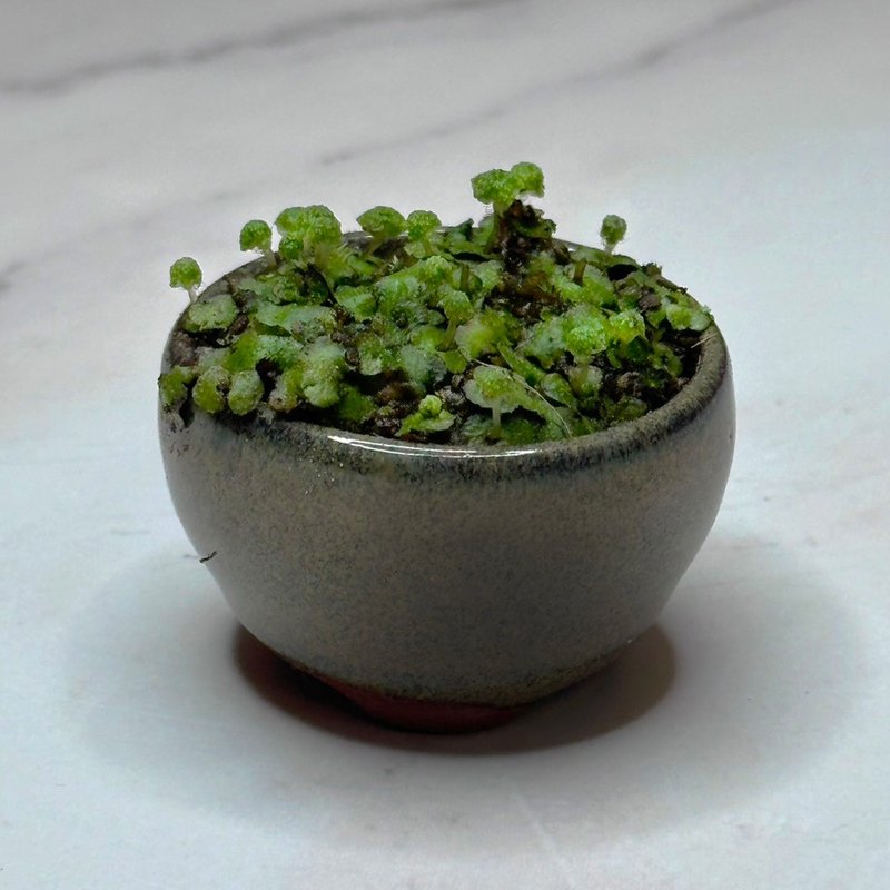 新品上市 - 苔藓拇指盆 / 豆盆 / 微景观 / 疗愈 / 空气过滤 - 植栽/盆栽 - 植物．花 