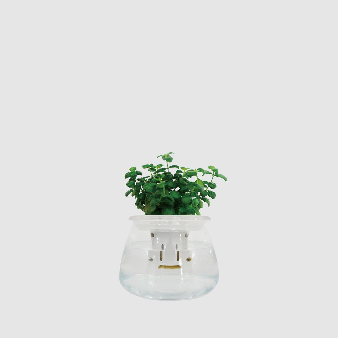 │ 玻璃系列 │ 弹簧草 - 鱼水共生 水耕盆栽 玻璃盆器 - 植栽/盆栽 - 植物．花 