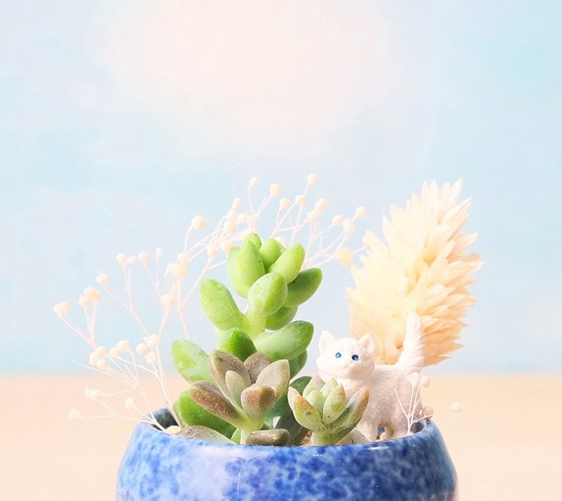 花丛躲猫猫 多肉植物 猫 盆栽 樱花 <Break> potted - 植栽/盆栽 - 植物．花 蓝色