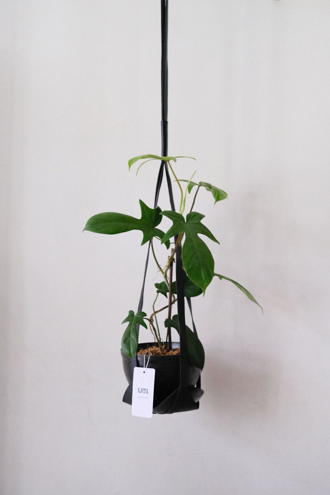 佛州龙爪蔓绿绒+皮革吊绳/开幕盆栽/室内植栽 - 植栽/盆栽 - 植物．花 