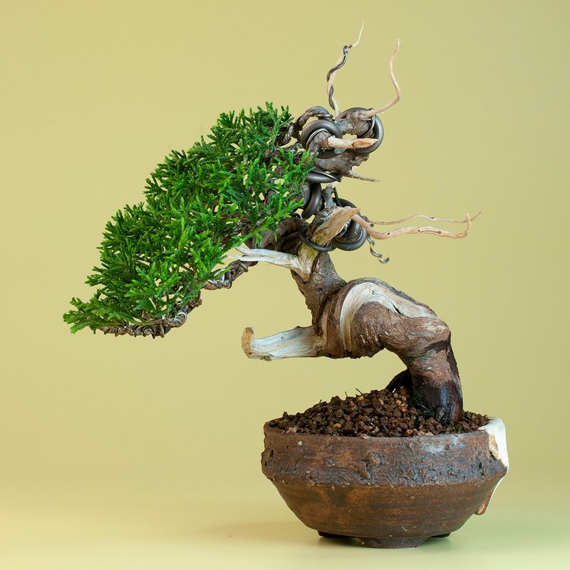 【日本进口】系鱼川真柏 小品盆栽 推荐盆景 - 植栽/盆栽 - 植物．花 