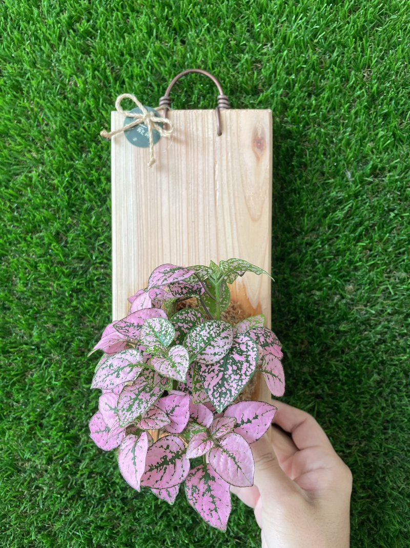 【植蕨所在】 嫣红蔓 居家摆设 墙面摆设 水苔植物 水苔植物上板 - 植栽/盆栽 - 植物．花 