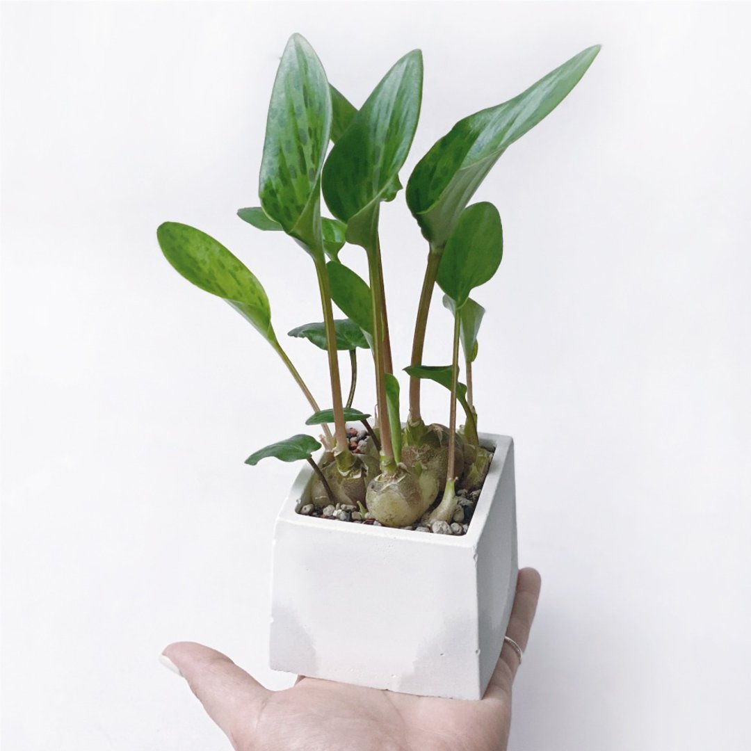 白灰渐层系列 | 油点百合 方形水泥多肉植栽 - 植栽/盆栽 - 植物．花 灰色