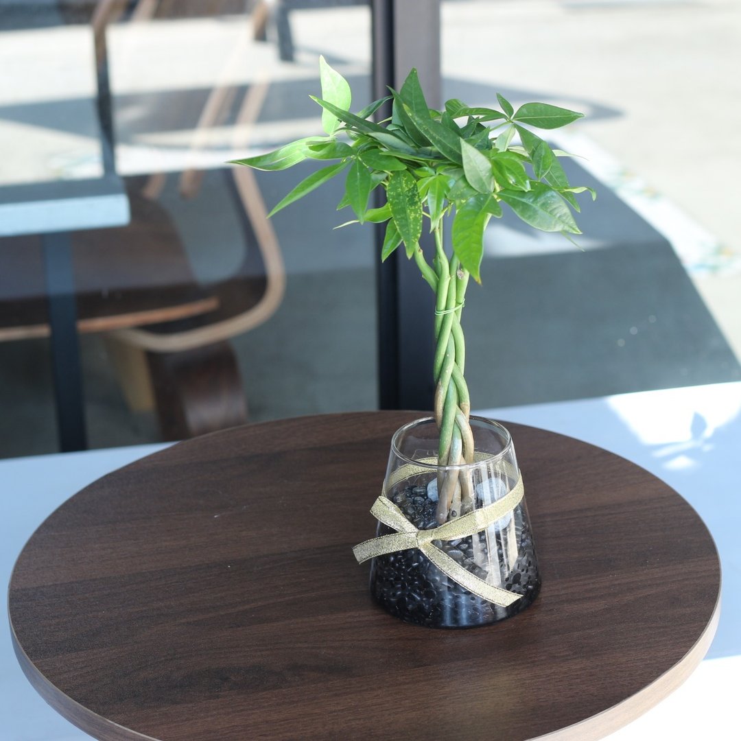 水培植栽│2024庆新年 发财树_室内植物 办公室盆栽 植栽盆栽 - 植栽/盆栽 - 玻璃 