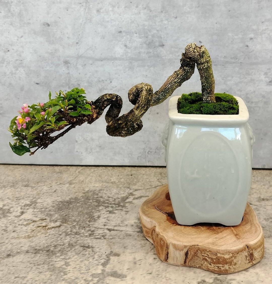 陶造型小盆景-李氏樱桃 - 植栽/盆栽 - 植物．花 