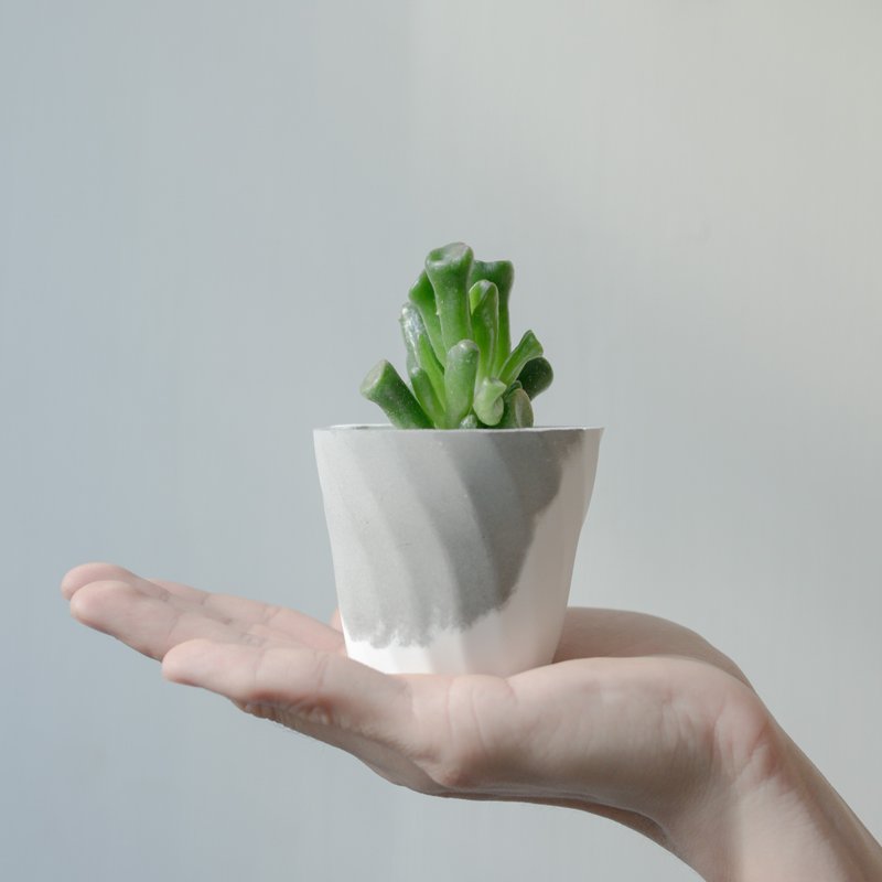 仙人掌&水泥盆器 | 恋爱秘宝 - 植栽/盆栽 - 植物．花 