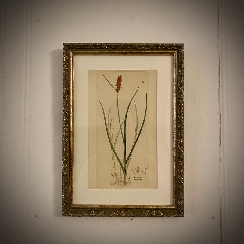 英国出版English Botany百年植物版画/已重新表框 - 墙贴/壁贴 - 纸 卡其色