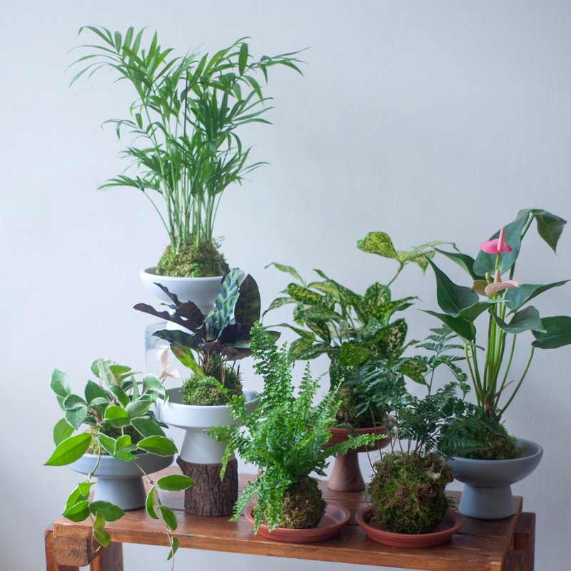 苔球小植栽 | 耐阴植栽 | 居家布置 | 办公室盆栽 - 植栽/盆栽 - 植物．花 多色