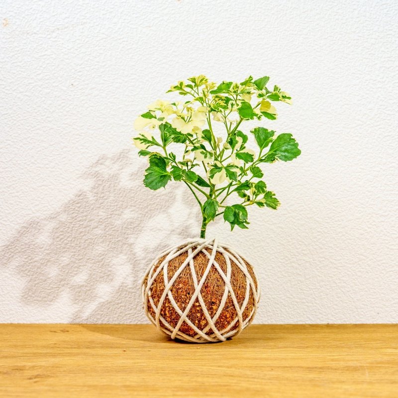 苔球植物 花叶福禄桐苔球 苔玉 礼物 送礼 桌上盆栽 - 植栽/盆栽 - 植物．花 绿色