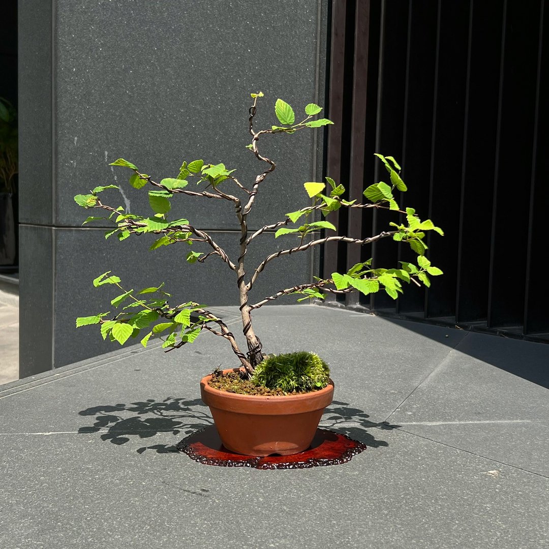 日本土佐水木 中品双干盆栽 开花中 - 植栽/盆栽 - 陶 