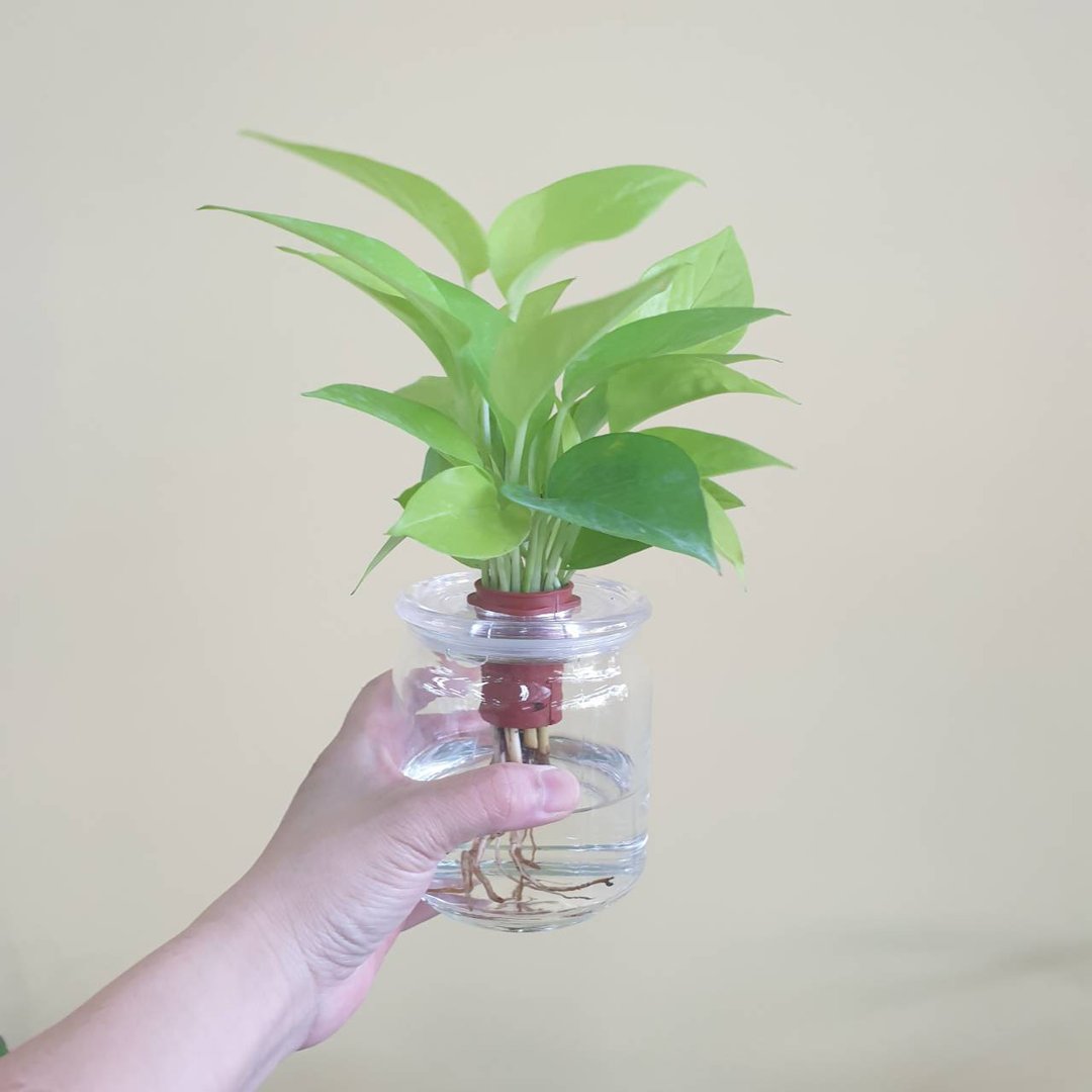 阳光黄金葛 水耕植物 懒人盆栽 - 植栽/盆栽 - 玻璃 绿色